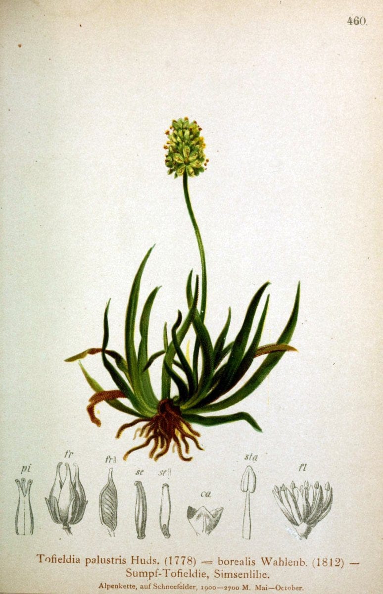 Atlas der Alpenflora /.Wien :Eigenthum und Verlag des Deutschen und Oesterr. Alpenvereins,1882.  | Alps Atlases "Mountain plants"  | Vintage Print Reproduction 459296