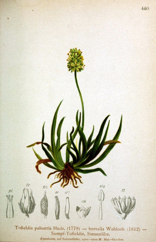 Atlas der Alpenflora /.Wien :Eigenthum und Verlag des Deutschen und Oesterr. Alpenvereins,1882.  | Alps Atlases "Mountain plants"  | Vintage Print Reproduction 459296