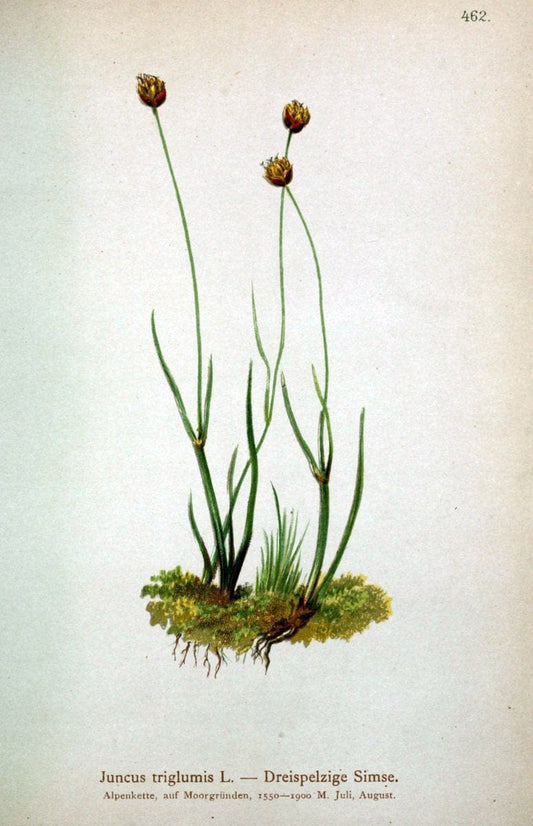Atlas der Alpenflora /.Wien :Eigenthum und Verlag des Deutschen und Oesterr. Alpenvereins,1882.  | Alps Atlases "Mountain plants"  | Vintage Print Reproduction 459298
