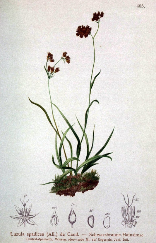 Atlas der Alpenflora /.Wien :Eigenthum und Verlag des Deutschen und Oesterr. Alpenvereins,1882.  | Alps Atlases "Mountain plants"  | Vintage Print Reproduction 459302