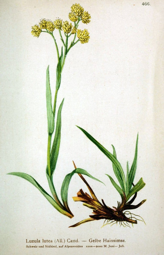 Atlas der Alpenflora /.Wien :Eigenthum und Verlag des Deutschen und Oesterr. Alpenvereins,1882.  | Alps Atlases "Mountain plants"  | Vintage Print Reproduction 459304