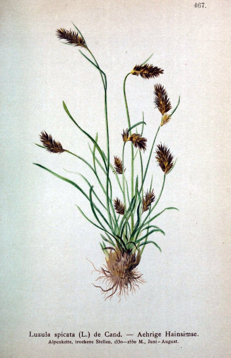 Atlas der Alpenflora /.Wien :Eigenthum und Verlag des Deutschen und Oesterr. Alpenvereins,1882.  | Alps Atlases "Mountain plants"  | Vintage Print Reproduction 459306