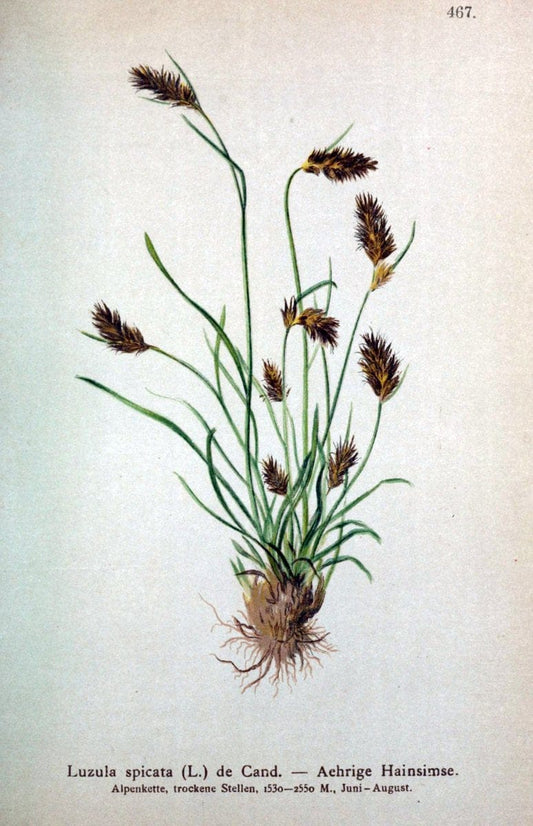 Atlas der Alpenflora /.Wien :Eigenthum und Verlag des Deutschen und Oesterr. Alpenvereins,1882.  | Alps Atlases "Mountain plants"  | Vintage Print Reproduction 459306