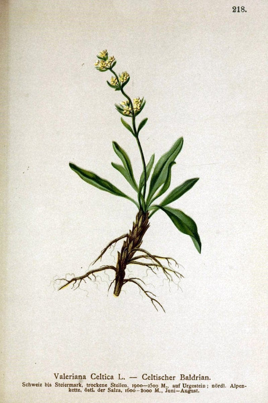 Atlas der Alpenflora /.Wien :Eigenthum und Verlag des Deutschen und Oesterr. Alpenvereins,1882.  | Alps Atlases "Mountain plants"  | Vintage Print Reproduction 459307