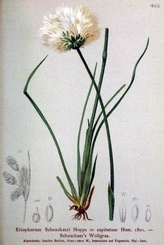 Atlas der Alpenflora /.Wien :Eigenthum und Verlag des Deutschen und Oesterr. Alpenvereins,1882.  | Alps Atlases "Mountain plants"  | Vintage Print Reproduction 459308