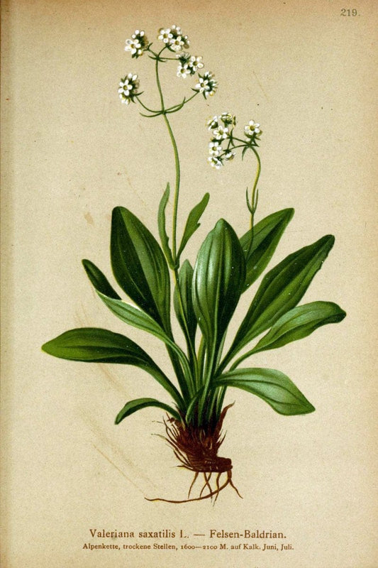 Atlas der Alpenflora /.Wien :Eigenthum und Verlag des Deutschen und Oesterr. Alpenvereins,1882.  | Alps Atlases "Mountain plants"  | Vintage Print Reproduction 459310
