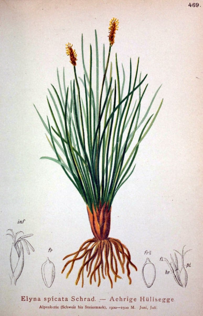 Atlas der Alpenflora /.Wien :Eigenthum und Verlag des Deutschen und Oesterr. Alpenvereins,1882.  | Alps Atlases "Mountain plants"  | Vintage Print Reproduction 459311