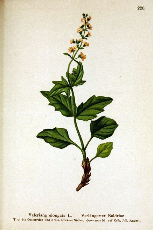 Atlas der Alpenflora /.Wien :Eigenthum und Verlag des Deutschen und Oesterr. Alpenvereins,1882.  | Alps Atlases "Mountain plants"  | Vintage Print Reproduction 459312