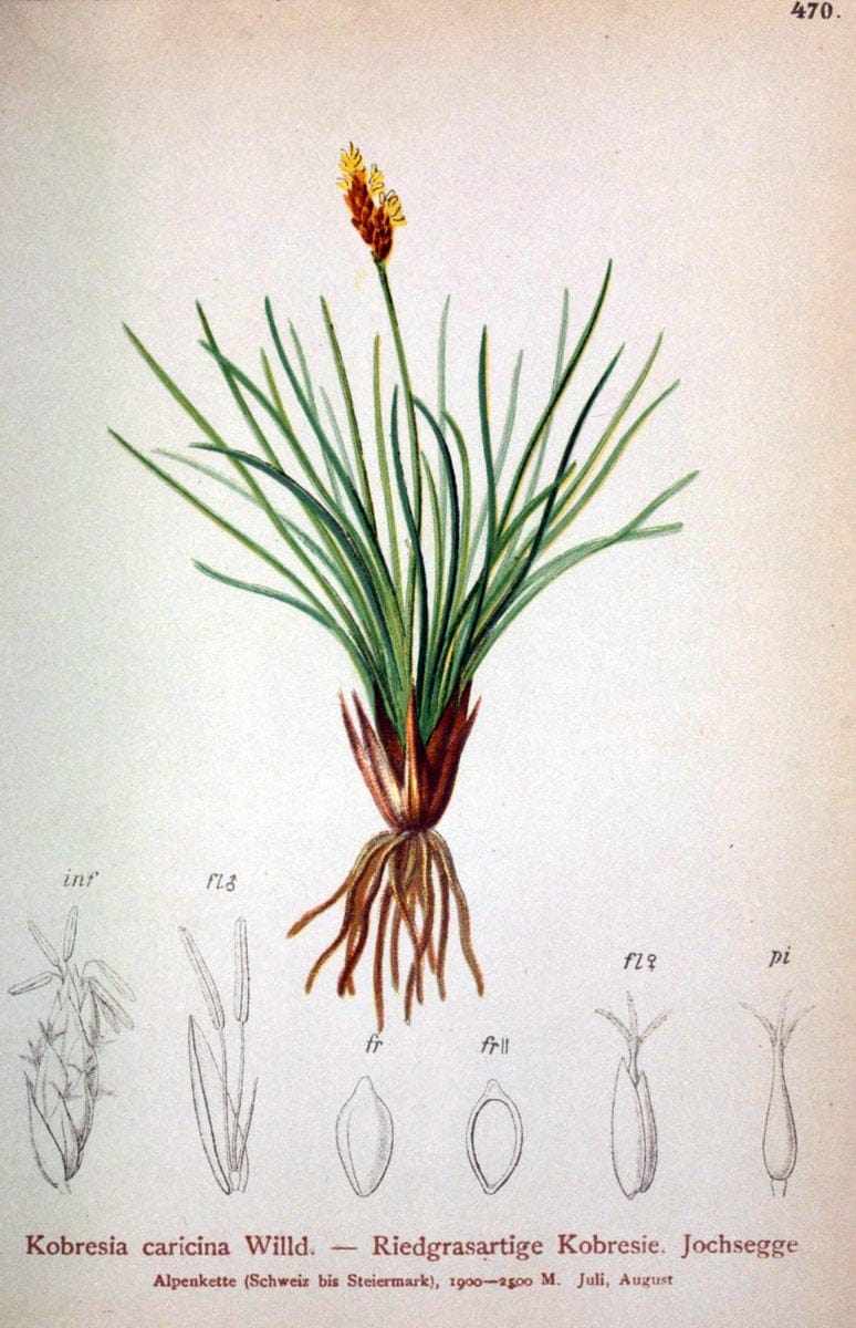 Atlas der Alpenflora /.Wien :Eigenthum und Verlag des Deutschen und Oesterr. Alpenvereins,1882.  | Alps Atlases "Mountain plants"  | Vintage Print Reproduction 459313