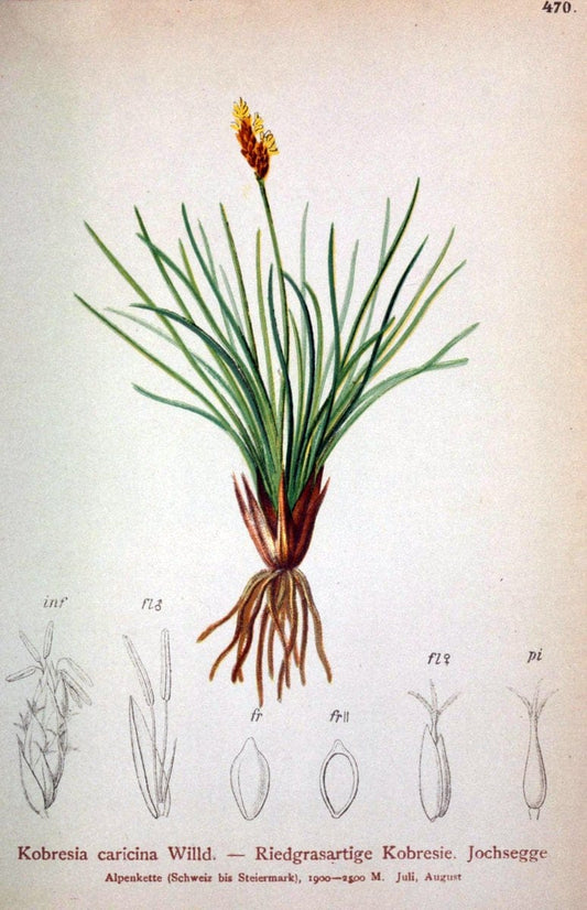 Atlas der Alpenflora /.Wien :Eigenthum und Verlag des Deutschen und Oesterr. Alpenvereins,1882.  | Alps Atlases "Mountain plants"  | Vintage Print Reproduction 459313