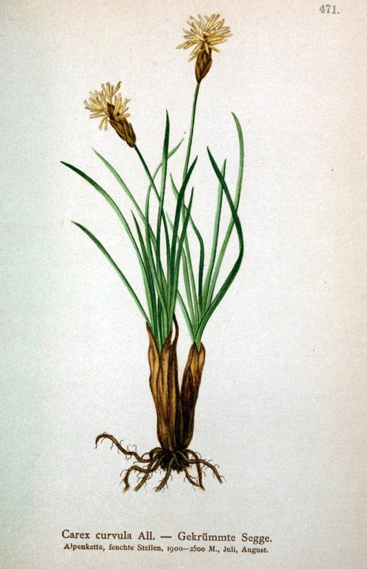 Atlas der Alpenflora /.Wien :Eigenthum und Verlag des Deutschen und Oesterr. Alpenvereins,1882.  | Alps Atlases "Mountain plants"  | Vintage Print Reproduction 459315