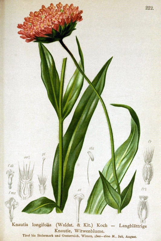 Atlas der Alpenflora /.Wien :Eigenthum und Verlag des Deutschen und Oesterr. Alpenvereins,1882.  | Alps Atlases "Mountain plants"  | Vintage Print Reproduction 459316