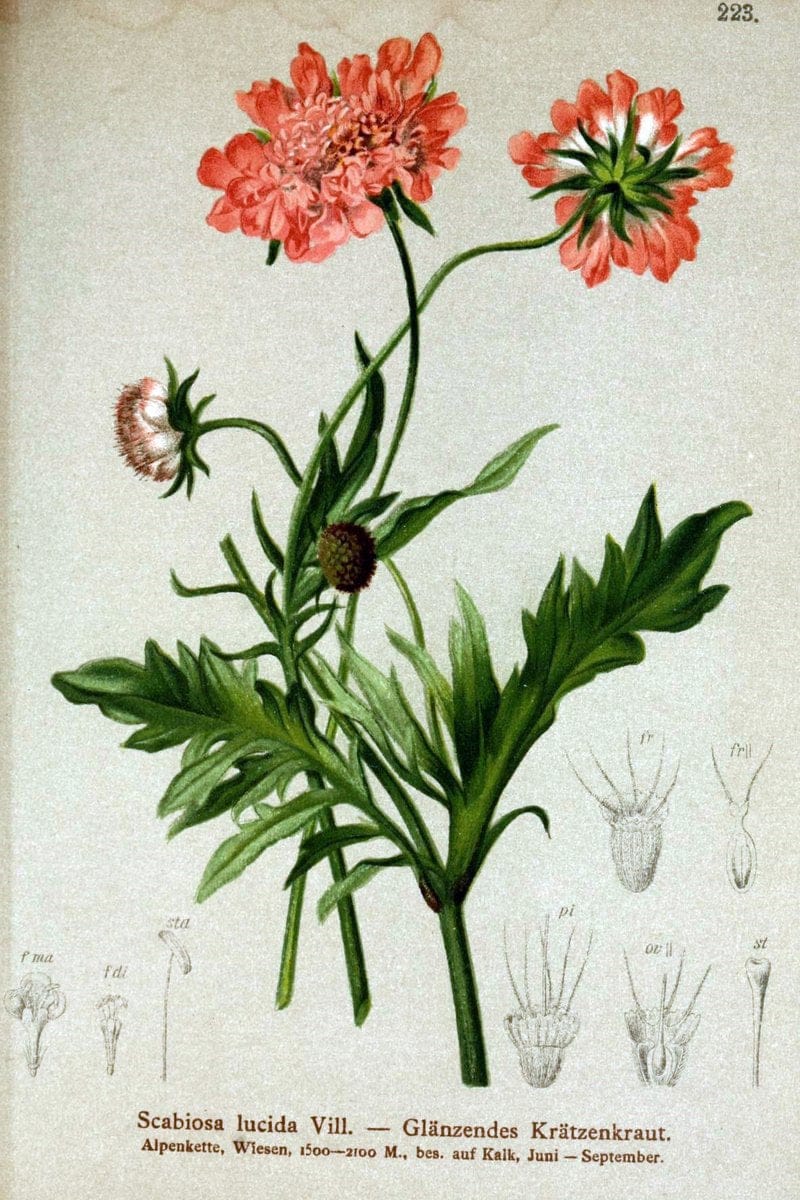 Atlas der Alpenflora /.Wien :Eigenthum und Verlag des Deutschen und Oesterr. Alpenvereins,1882.  | Alps Atlases "Mountain plants"  | Vintage Print Reproduction 459318