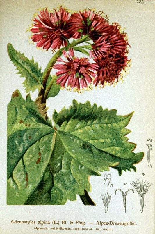 Atlas der Alpenflora /.Wien :Eigenthum und Verlag des Deutschen und Oesterr. Alpenvereins,1882.  | Alps Atlases "Mountain plants"  | Vintage Print Reproduction 459320