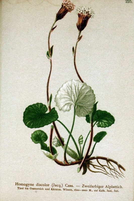 Atlas der Alpenflora /.Wien :Eigenthum und Verlag des Deutschen und Oesterr. Alpenvereins,1882.  | Alps Atlases "Mountain plants"  | Vintage Print Reproduction 459322