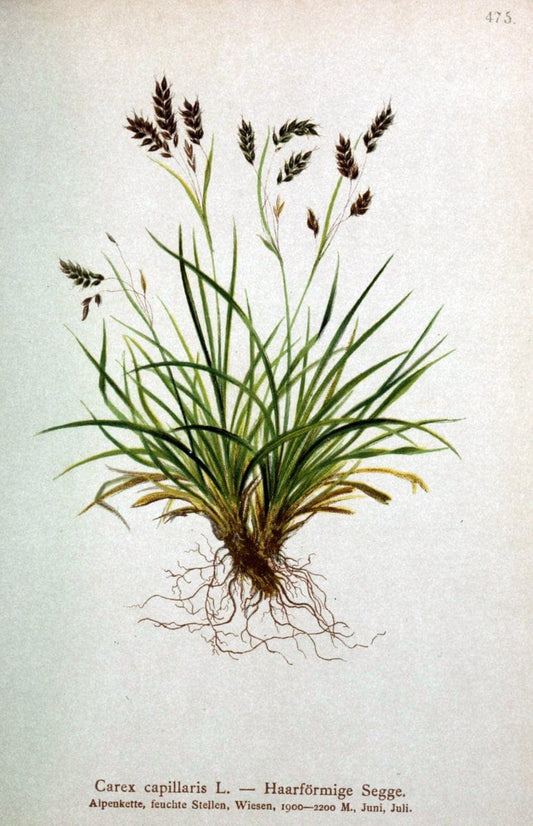 Atlas der Alpenflora /.Wien :Eigenthum und Verlag des Deutschen und Oesterr. Alpenvereins,1882.  | Alps Atlases "Mountain plants"  | Vintage Print Reproduction 459323