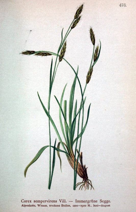 Atlas der Alpenflora /.Wien :Eigenthum und Verlag des Deutschen und Oesterr. Alpenvereins,1882.  | Alps Atlases "Mountain plants"  | Vintage Print Reproduction 459325