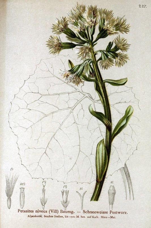 Atlas der Alpenflora /.Wien :Eigenthum und Verlag des Deutschen und Oesterr. Alpenvereins,1882.  | Alps Atlases "Mountain plants"  | Vintage Print Reproduction 459326