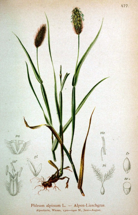 Atlas der Alpenflora /.Wien :Eigenthum und Verlag des Deutschen und Oesterr. Alpenvereins,1882.  | Alps Atlases "Mountain plants"  | Vintage Print Reproduction 459327