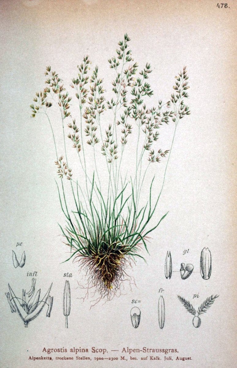Atlas der Alpenflora /.Wien :Eigenthum und Verlag des Deutschen und Oesterr. Alpenvereins,1882.  | Alps Atlases "Mountain plants"  | Vintage Print Reproduction 459329