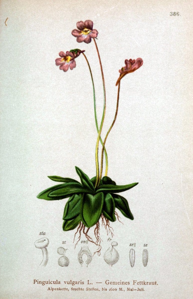 Atlas der Alpenflora /.Wien :Eigenthum und Verlag des Deutschen und Oesterr. Alpenvereins,1882.  | Alps Atlases "Mountain plants"  | Vintage Print Reproduction 459330
