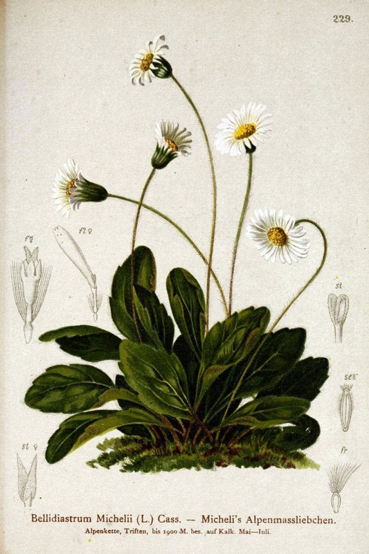 Atlas der Alpenflora /.Wien :Eigenthum und Verlag des Deutschen und Oesterr. Alpenvereins,1882.  | Alps Atlases "Mountain plants"  | Vintage Print Reproduction 459331