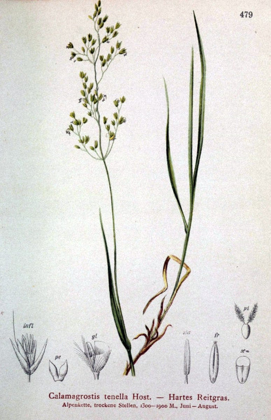 Atlas der Alpenflora /.Wien :Eigenthum und Verlag des Deutschen und Oesterr. Alpenvereins,1882.  | Alps Atlases "Mountain plants"  | Vintage Print Reproduction 459332