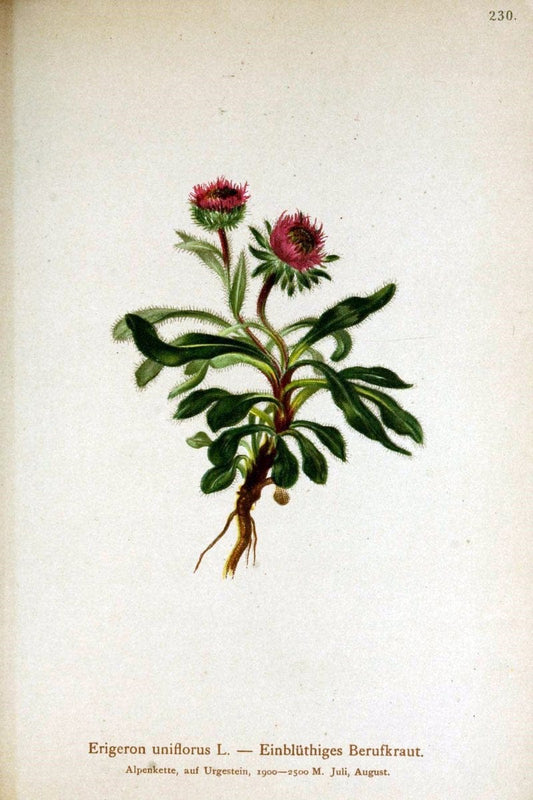 Atlas der Alpenflora /.Wien :Eigenthum und Verlag des Deutschen und Oesterr. Alpenvereins,1882.  | Alps Atlases "Mountain plants"  | Vintage Print Reproduction 459333