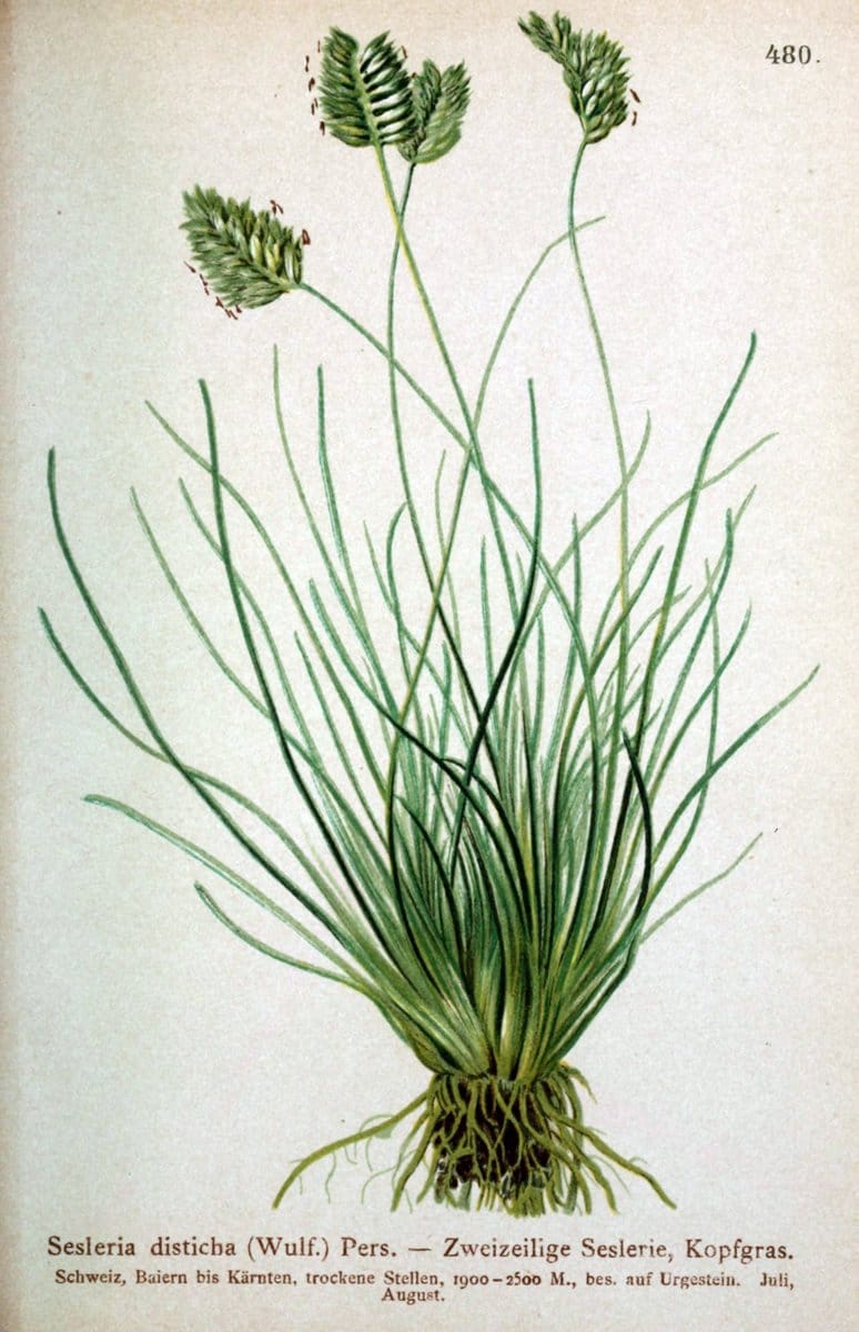 Atlas der Alpenflora /.Wien :Eigenthum und Verlag des Deutschen und Oesterr. Alpenvereins,1882.  | Alps Atlases "Mountain plants"  | Vintage Print Reproduction 459334
