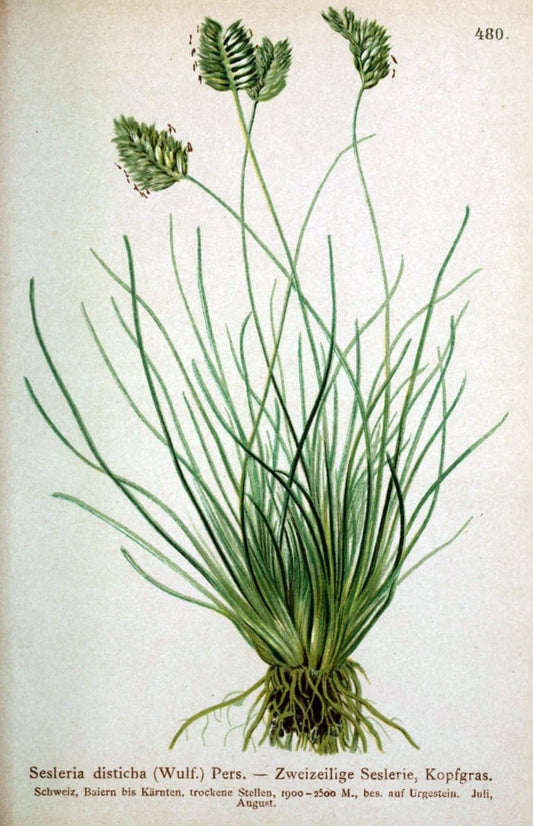 Atlas der Alpenflora /.Wien :Eigenthum und Verlag des Deutschen und Oesterr. Alpenvereins,1882.  | Alps Atlases "Mountain plants"  | Vintage Print Reproduction 459334
