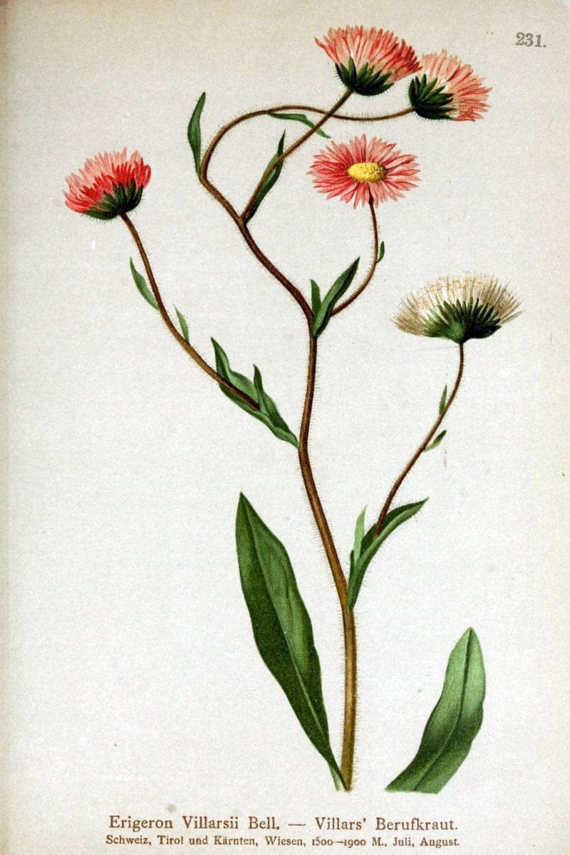 Atlas der Alpenflora /.Wien :Eigenthum und Verlag des Deutschen und Oesterr. Alpenvereins,1882.  | Alps Atlases "Mountain plants"  | Vintage Print Reproduction 459335