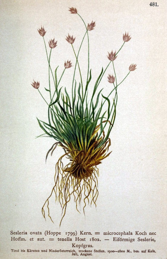 Atlas der Alpenflora /.Wien :Eigenthum und Verlag des Deutschen und Oesterr. Alpenvereins,1882.  | Alps Atlases "Mountain plants"  | Vintage Print Reproduction 459336