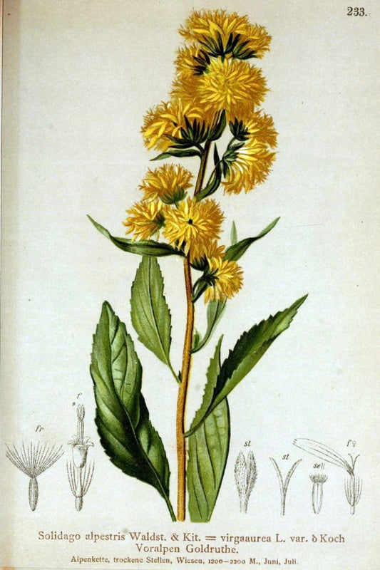 Atlas der Alpenflora /.Wien :Eigenthum und Verlag des Deutschen und Oesterr. Alpenvereins,1882.  | Alps Atlases "Mountain plants"  | Vintage Print Reproduction 459339
