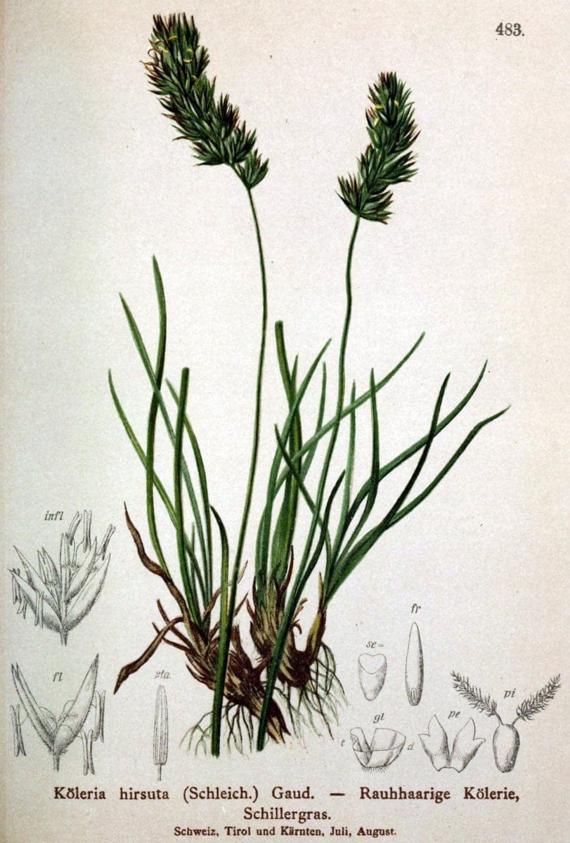 Atlas der Alpenflora /.Wien :Eigenthum und Verlag des Deutschen und Oesterr. Alpenvereins,1882.  | Alps Atlases "Mountain plants"  | Vintage Print Reproduction 459340