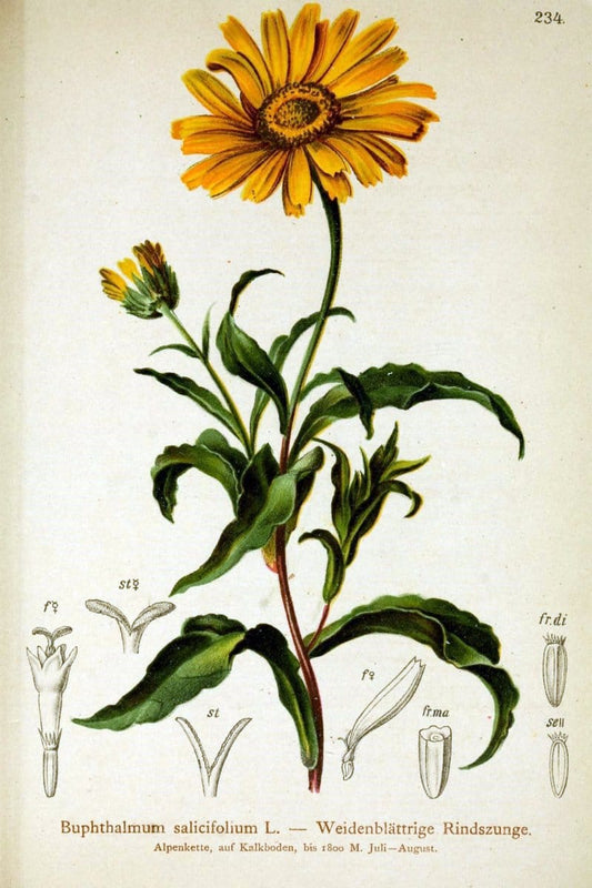 Atlas der Alpenflora /.Wien :Eigenthum und Verlag des Deutschen und Oesterr. Alpenvereins,1882.  | Alps Atlases "Mountain plants"  | Vintage Print Reproduction 459341