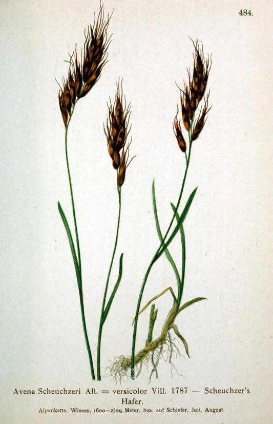 Atlas der Alpenflora /.Wien :Eigenthum und Verlag des Deutschen und Oesterr. Alpenvereins,1882.  | Alps Atlases "Mountain plants"  | Vintage Print Reproduction 459342