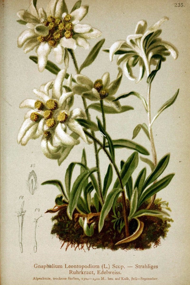 Atlas der Alpenflora /.Wien :Eigenthum und Verlag des Deutschen und Oesterr. Alpenvereins,1882.  | Alps Atlases "Mountain plants"  | Vintage Print Reproduction 459343