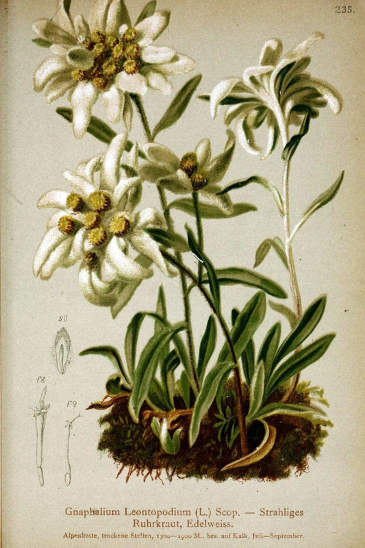 Atlas der Alpenflora /.Wien :Eigenthum und Verlag des Deutschen und Oesterr. Alpenvereins,1882.  | Alps Atlases "Mountain plants"  | Vintage Print Reproduction 459343