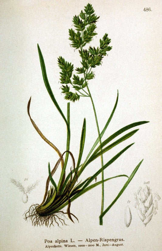 Atlas der Alpenflora /.Wien :Eigenthum und Verlag des Deutschen und Oesterr. Alpenvereins,1882.  | Alps Atlases "Mountain plants"  | Vintage Print Reproduction 459346