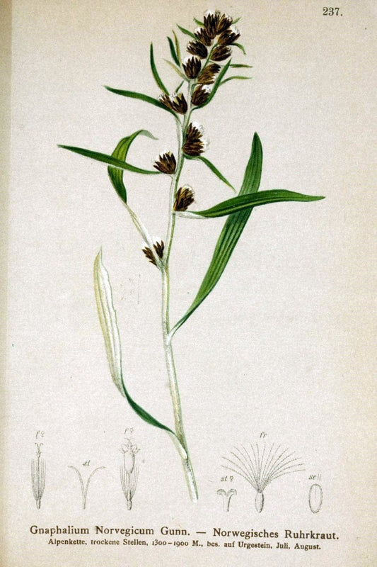 Atlas der Alpenflora /.Wien :Eigenthum und Verlag des Deutschen und Oesterr. Alpenvereins,1882.  | Alps Atlases "Mountain plants"  | Vintage Print Reproduction 459347
