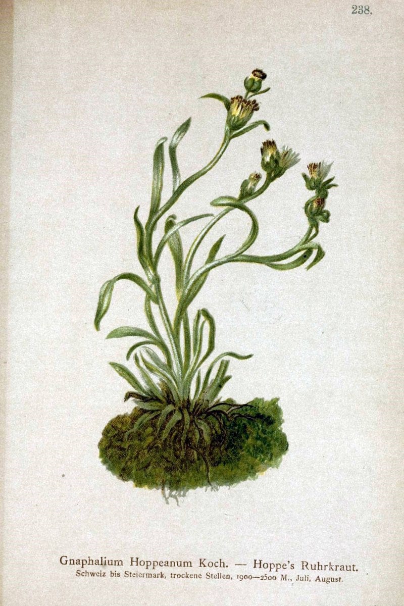 Atlas der Alpenflora /.Wien :Eigenthum und Verlag des Deutschen und Oesterr. Alpenvereins,1882.  | Alps Atlases "Mountain plants"  | Vintage Print Reproduction 459349
