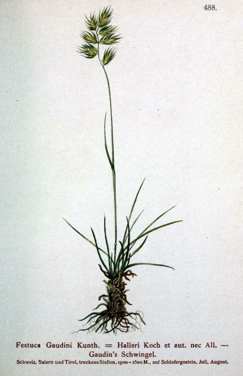 Atlas der Alpenflora /.Wien :Eigenthum und Verlag des Deutschen und Oesterr. Alpenvereins,1882.  | Alps Atlases "Mountain plants"  | Vintage Print Reproduction 459350