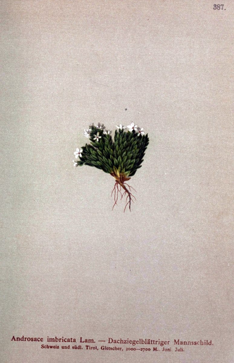 Atlas der Alpenflora /.Wien :Eigenthum und Verlag des Deutschen und Oesterr. Alpenvereins,1882.  | Alps Atlases "Mountain plants"  | Vintage Print Reproduction 459351