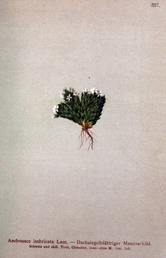 Atlas der Alpenflora /.Wien :Eigenthum und Verlag des Deutschen und Oesterr. Alpenvereins,1882.  | Alps Atlases "Mountain plants"  | Vintage Print Reproduction 459351