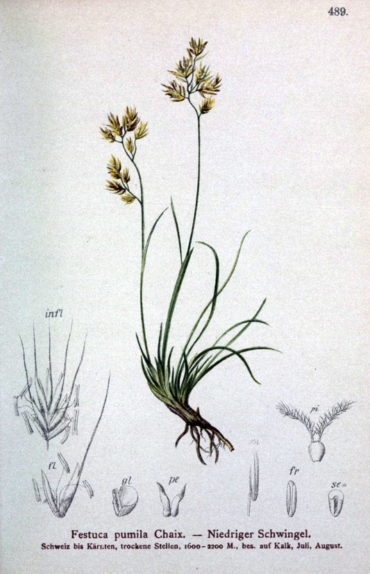 Atlas der Alpenflora /.Wien :Eigenthum und Verlag des Deutschen und Oesterr. Alpenvereins,1882.  | Alps Atlases "Mountain plants"  | Vintage Print Reproduction 459353