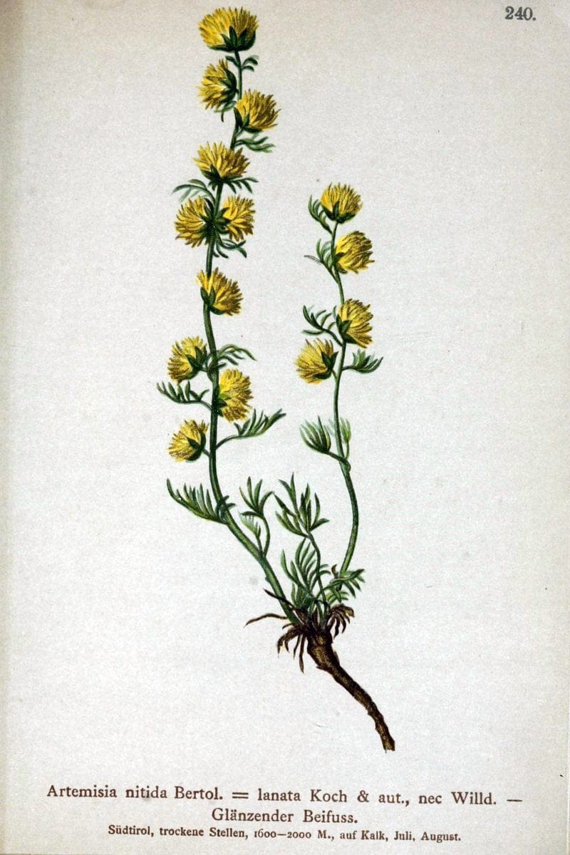 Atlas der Alpenflora /.Wien :Eigenthum und Verlag des Deutschen und Oesterr. Alpenvereins,1882.  | Alps Atlases "Mountain plants"  | Vintage Print Reproduction 459354