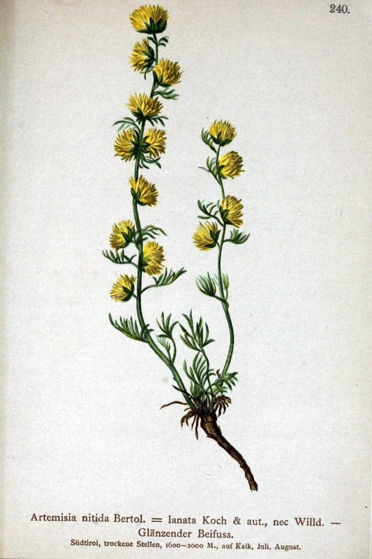 Atlas der Alpenflora /.Wien :Eigenthum und Verlag des Deutschen und Oesterr. Alpenvereins,1882.  | Alps Atlases "Mountain plants"  | Vintage Print Reproduction 459354