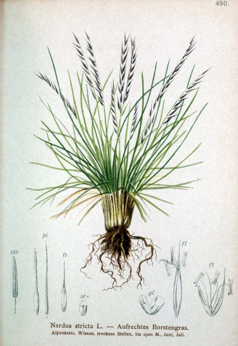 Atlas der Alpenflora /.Wien :Eigenthum und Verlag des Deutschen und Oesterr. Alpenvereins,1882.  | Alps Atlases "Mountain plants"  | Vintage Print Reproduction 459355