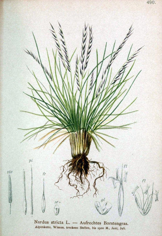 Atlas der Alpenflora /.Wien :Eigenthum und Verlag des Deutschen und Oesterr. Alpenvereins,1882.  | Alps Atlases "Mountain plants"  | Vintage Print Reproduction 459355