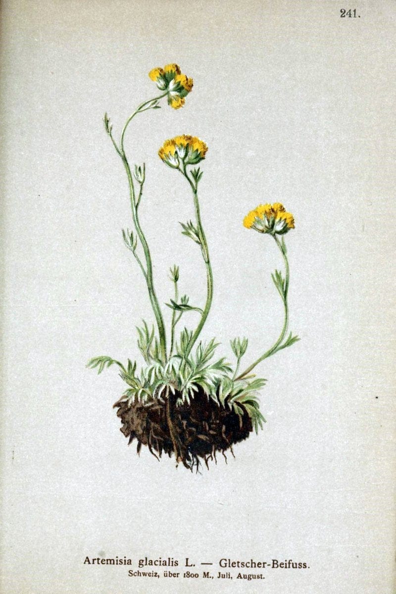 Atlas der Alpenflora /.Wien :Eigenthum und Verlag des Deutschen und Oesterr. Alpenvereins,1882.  | Alps Atlases "Mountain plants"  | Vintage Print Reproduction 459356